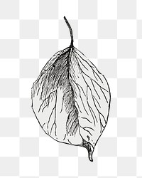 Leaf png vintage illustration, black and white design on transparent background