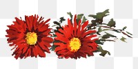 Chrysanthemums png, red flower illustration by Louise Blogett Field, transparent background. Remixed by rawpixel.