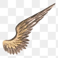 Angel's wing png, vintage illustration on transparent background. Remixed by rawpixel.