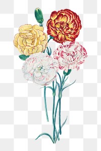 Four carnations png, vintage flower illustration, transparent background. Remixed by rawpixel.