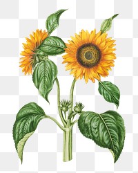 Vintage sunflower png, flower illustration by Maria Sibylla Merian, transparent background. Remixed by rawpixel.