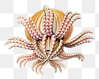 Haeckel Actiniae png, marine life illustration by Ernst Haeckel, transparent background. Remixed by rawpixel.