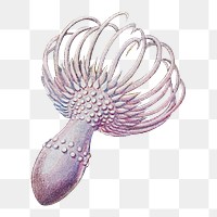 Haeckel Actiniae png, marine life illustration by Ernst Haeckel, transparent background. Remixed by rawpixel.