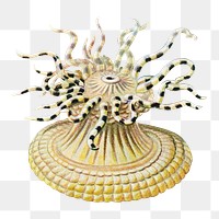 Haeckel Actiniae png, marine life illustration by Ernst Haeckel, transparent background. Remixed by rawpixel.