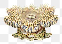 Haeckel Actiniae png, marine life illustration by Ernst Haeckel, transparent background. Remixed by rawpixel.