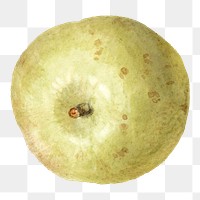 Asian pear png, fruit still life illustration by James Sillett, transparent background. Remixed by rawpixel.