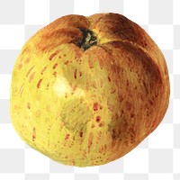 Asian pear png, fruit still life illustration by James Sillett, transparent background. Remixed by rawpixel.