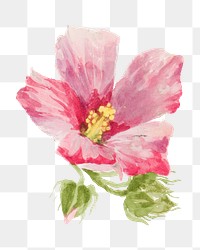 Mallow flower png watercolor illustration element, transparent background. Remixed from vintage artwork by rawpixel.