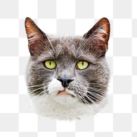 PNG cute cat, collage element, transparent background