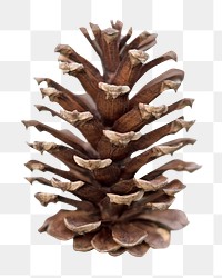 PNG Pine cone , collage element, transparent background