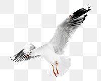 Gull png collage element, transparent background