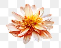 Blooming yellow dahlia png collage element, transparent background