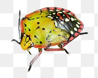Shield bug png collage element, transparent background