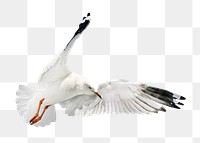 Gull bird png, transparent background