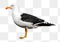 Black gulls png, transparent background