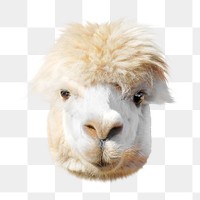 Alpaca png collage element, transparent background