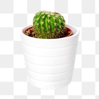 Png potted cactus, isolated object, transparent background