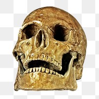 Png human skull, isolated object, transparent background