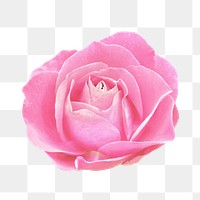 Pink rose png collage element, transparent background
