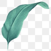 Tropical leaf png vintage heliconia, transparent background