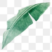 Tropical leaf png vintage heliconia, transparent background