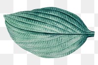 Vintage leaf png green, transparent background