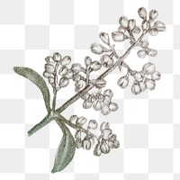 White flower png vintage illustration, transparent background