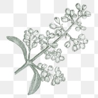 White flower png vintage illustration, transparent background