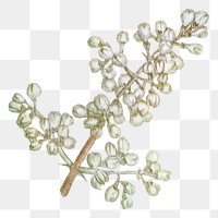 White flower png vintage illustration, transparent background