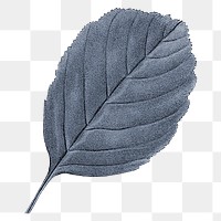 PNG vintage blue leaf, transparent background