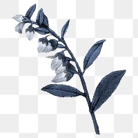 Vintage flowers png Chamaedaphne calyculata, transparent background