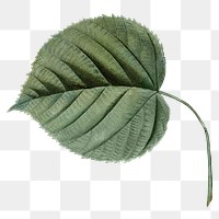 Vintage leaf png botanical, transparent background