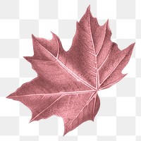 Maple leaf png Autumn, transparent background