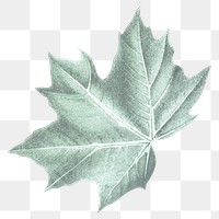 Vintage leaf png, transparent background