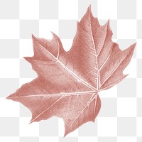 PNG red maple leaf, transparent background