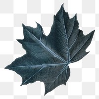 PNG vintage blue maple leaf, transparent background