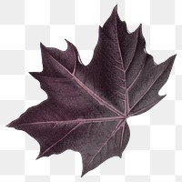 Maple leaf png Autumn, transparent background