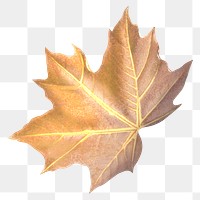 Maple leaf png Autumn, transparent background