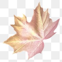 Maple leaf png Autumn, transparent background