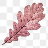 PNG red Autumn leaf, transparent background