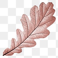 Red leaf png Autumn, transparent background