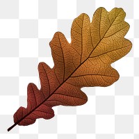 Autumn leaf png vintage brown, transparent background