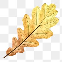 Gold leaf png Autumn, transparent background