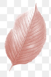 PNG pink Autumn leaf, transparent background