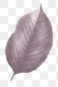 Autumn leaf png vintage brown, transparent background