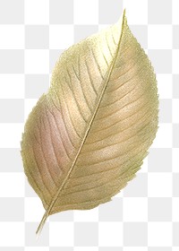 PNG Autumn brown leaf, transparent background