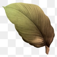 PNG vintage Autumn leaf, transparent background