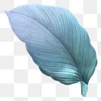 Blue leaf png vintage, transparent background