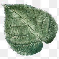 Vintage leaf png botanical, transparent background