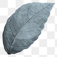 Blue leaf png vintage, transparent background